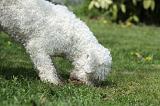 LAGOTTO CAVAGE 027